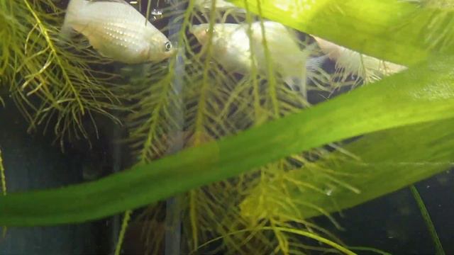 ВЕЛИФЕРА Снежинка ❄️