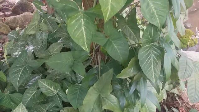Syngonium White Butterfly