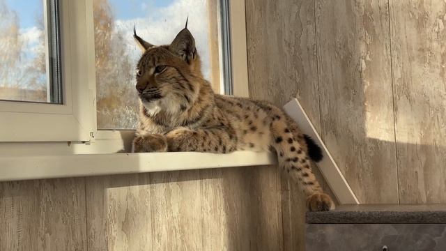 Выкупленная РЫСЬ Клео хорошо кушает и готовится к переезду! Леопардик Хан хочет к рысям 🙈