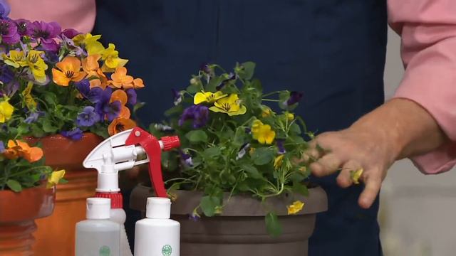 Roberta's 6-piece Fragrant Penny Series Viola On QVC