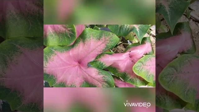 88be2d79c44d29fe5ee2294417d60435