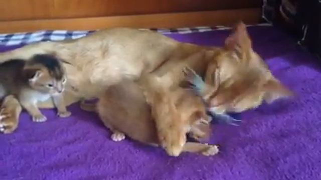 Абиссинские котята