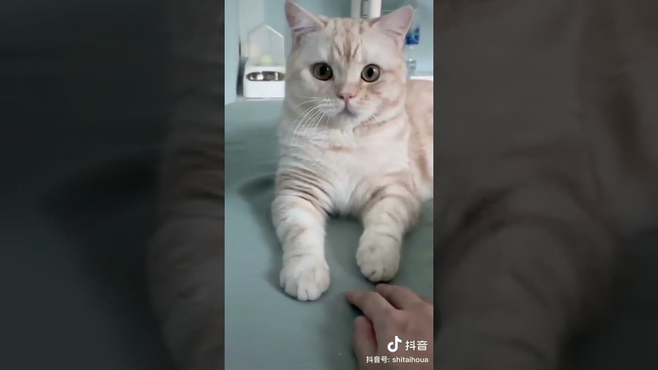 ♡ Какой очаровательный котик! Только взгляните на его милую мордочку!