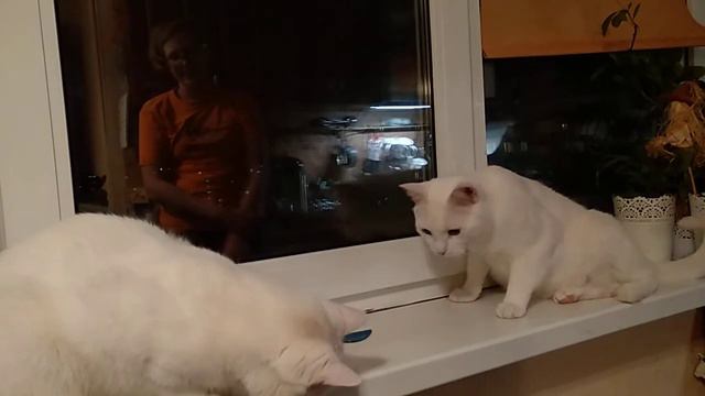 Мои белые коты, Тимочка и Валечка