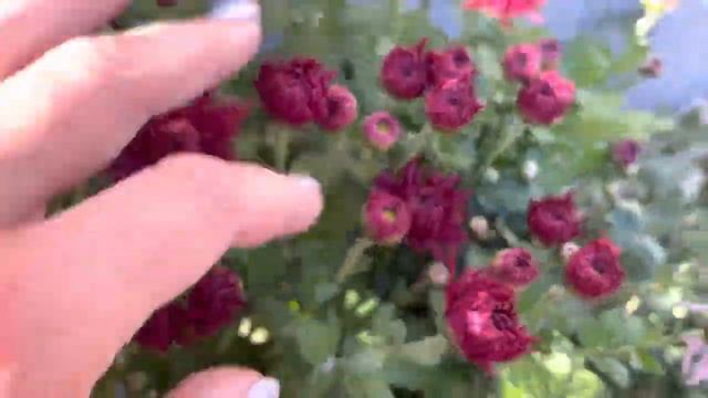 СРОЧНО !!! Вам нужны цветы ???