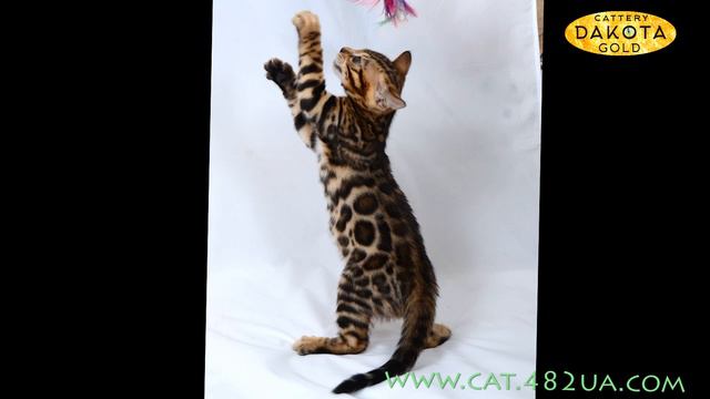 Miraclebengals Dakota Gold Adrian, мальчик, Ben N24 студия