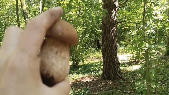 Тихая охота! Тульская область.🍄🍂