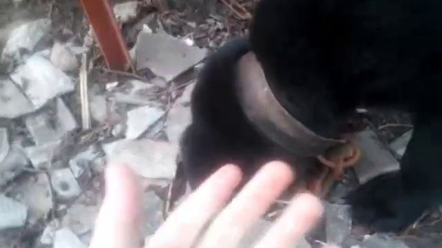 Мой Лабрадор