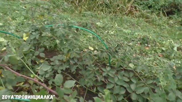 ЕЖЕВИКА БЕЗ ШИПОВ ВыращиваниеУход ОбрезкаСорт Осейдж Сорт Небеса могут подождатьblackberry