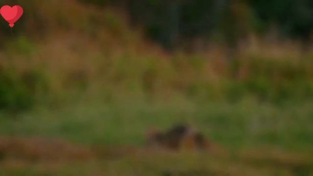 Путешествие с Дикой Природой