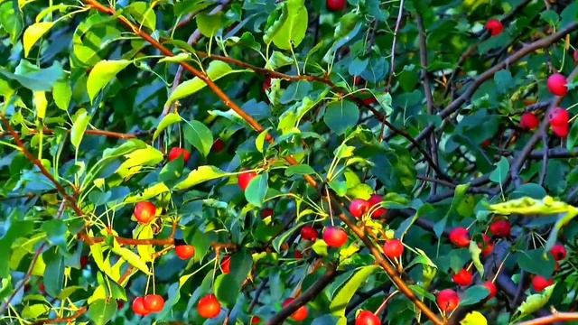 релакс Музыка для расслабления, медитации, учебы, чтения, массажа, спа или сна.