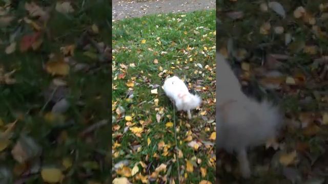 красивый листопад - осень наступила