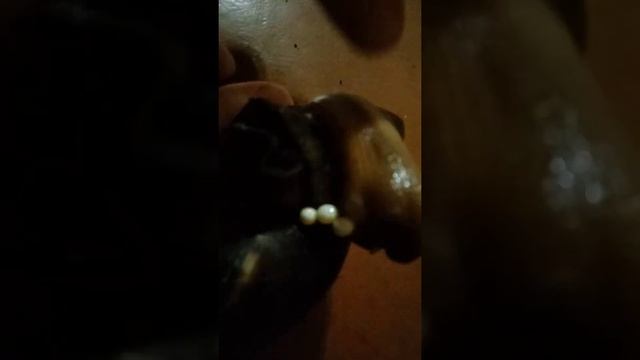 улитка ахатин откладывает кладку яиц