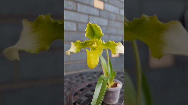 Орхидея пафиопедилум  Hirsutissimum Var. Esquirolei Alba