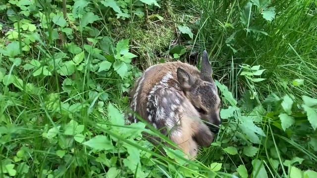 Metskitsetall Capreolus Capreolus Kolgaküla Harjumaa Estonia 06 2022