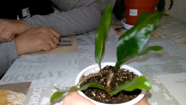 Обзор моих цветочков  // На лабутенах ......