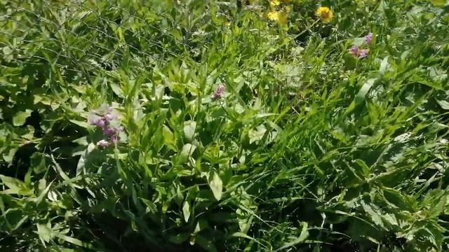 Умный цветник//Легко и просто.