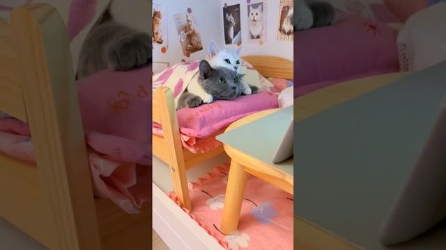 Uyda Yolgiz