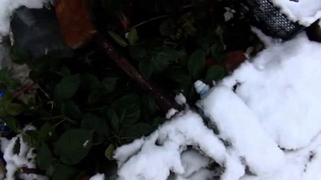 МУЛЬЧИРОВАНИЕ МАЛИНЫ, БЛЭК ДЖЕМ И НЕБОЛЬШОЙ ОБЗОР 29 ОКТ 2023 Г