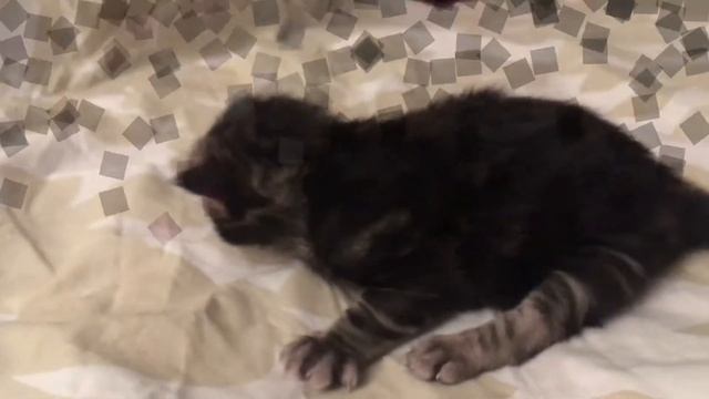 Котятам чёрной бомбейской кошки Дульсинеи две недели.