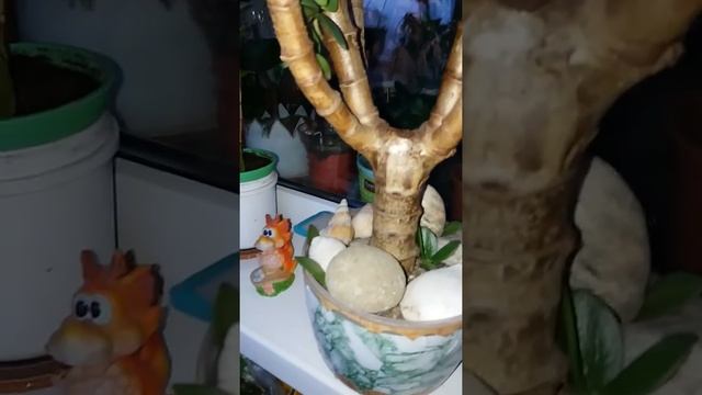 Как формировать денежное дерево? (Красула)