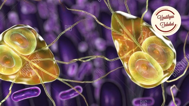 Лямблия паразитлари хакида_Lyambliya Parazitlari Xaqida.