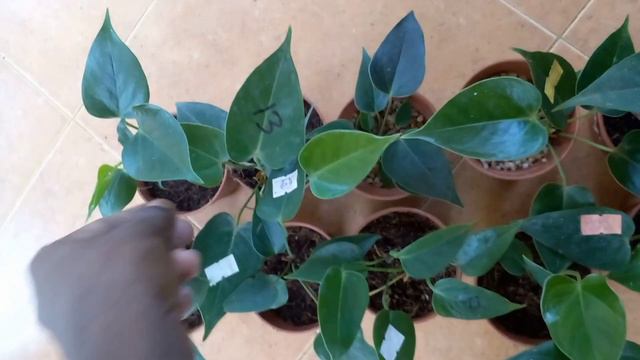 මෙන්න වටිනා බැංකොක්  ඇන්තූරියම් වර්ග එකතුවක් | Anthurium Wagawa | Bankok Anthurium Plants