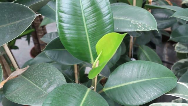 Top 5 Plantas De Interior