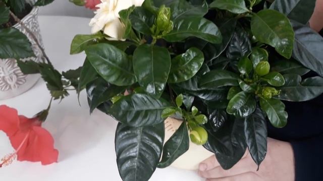 ГАРДЕНИЯ И ГИБИСКУС - ОТВЕТЫ НА ВОПРОСЫ. Мои цветы. Мой опыт.