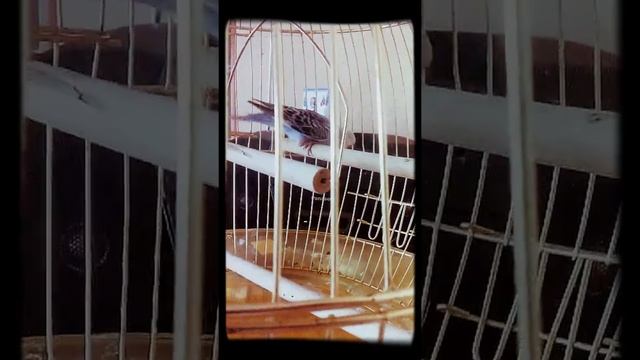 Волнистый попугай Проша делает кувырок и крутится на палочке.