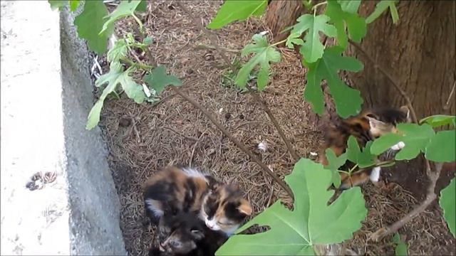 Котята в засаде.