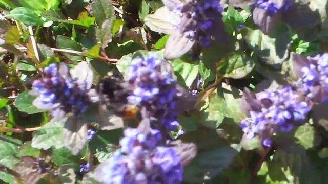 Шмели за работой.mp4