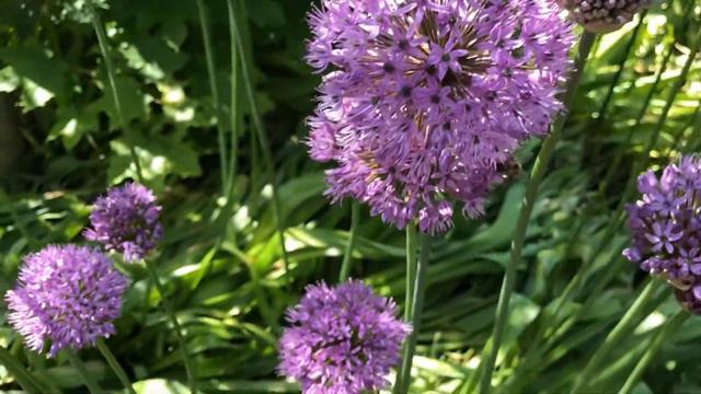 Allium Giganteum - A Beauty In My Garden And A Magnet For Bees