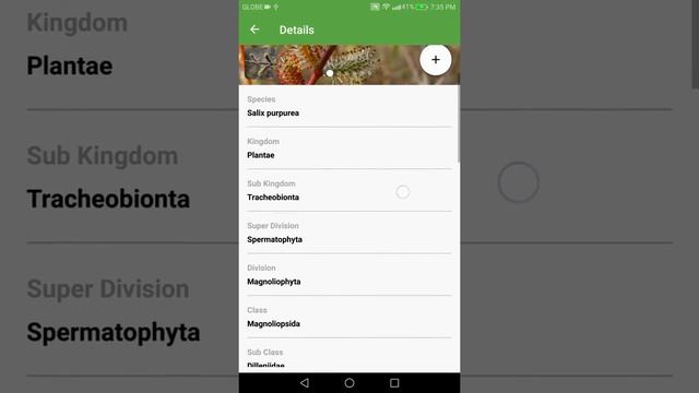 PlantSnap Identifies A Purpleosier Willow (Salix Purpurea)