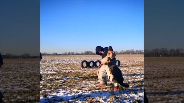 Щенок ВЕО 7 месяцев