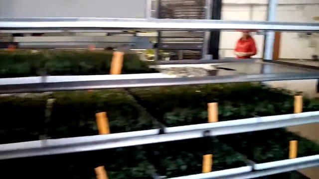 Батькив сад  Посадка растений в мультиплаты