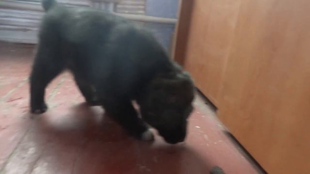 Ракша продается!