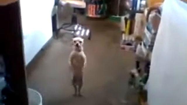 Крутой песик)