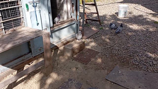 Турецкая такла. Тюмень. 8 932 482 57 56