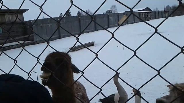 В гостях у олешек Висимский заповедник