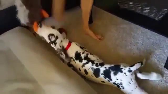 Щенок не хочет отдавать игрушку