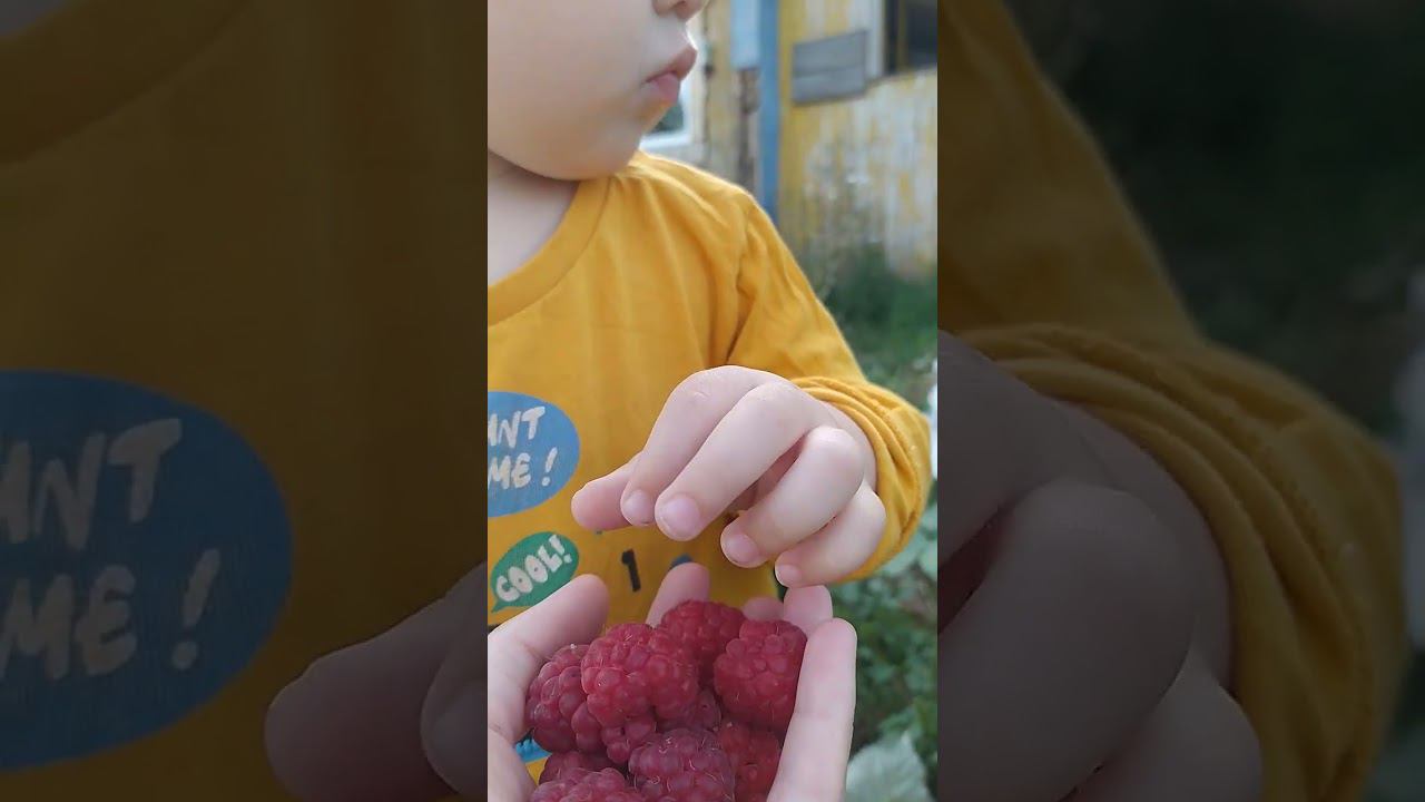 ягода малина асмр