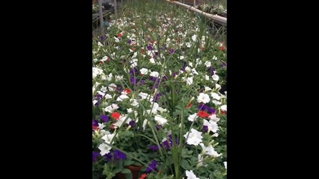 Many Petunias.Perkaise, PA Area: Bucks County, PA: Orserlandscaping.com