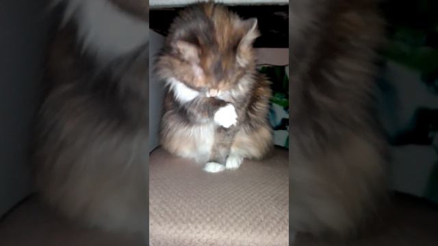 Груминг #кошка #cat