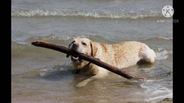 Интересные факты о лабрадорах