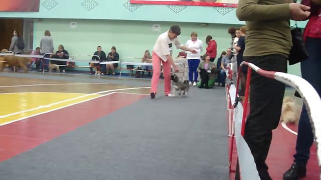 Лада тибетский терьер беби