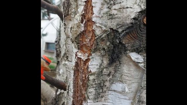 Как Правильно Собирать Берёзовый Сок. Самый Быстрый способ.