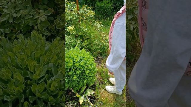 Запоздалое видео.Общор дачи начало июня.