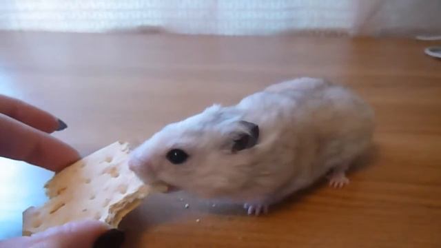 Забавный хомяк   / Funny Hamster