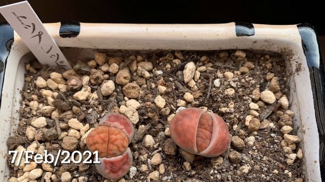 5f3dcb8cf8e70dd7c8d0651454cc19fa